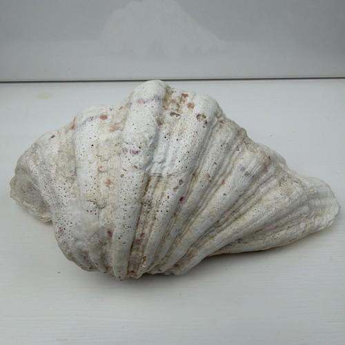 Clam shell tridacna - tridacna, ruffled