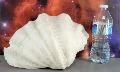 Large natural giant - natural, shell