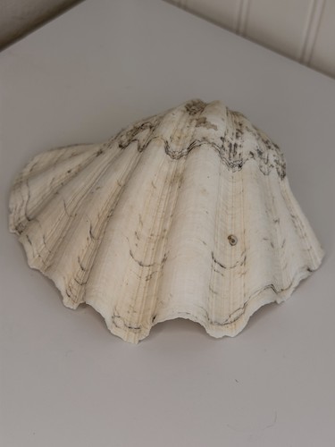Vintage giant clam - giant,