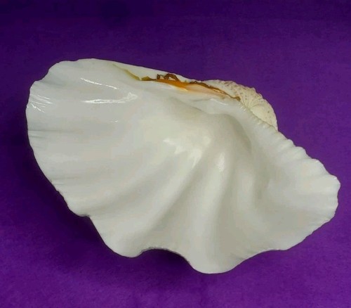 Large genuine ocean - large,